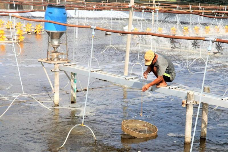 Hình ảnh minh họa việc kiểm tra độ pH trong ao nuôi trồng thủy sản để đảm bảo môi trường sống tối ưu cho tôm cá